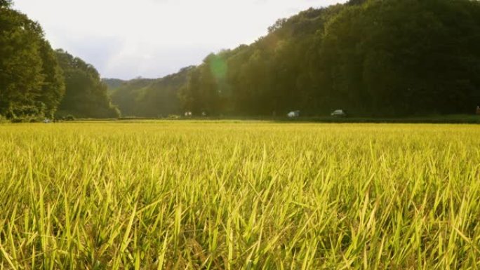 黄昏之光下横滨近郊的稻田