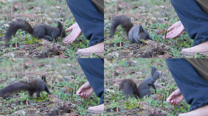 松鼠在公园里从一个年轻女子的手中吃东西