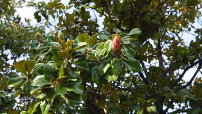 大叶木兰是一种通常被称为南部木兰或牛湾的树。选择性聚焦