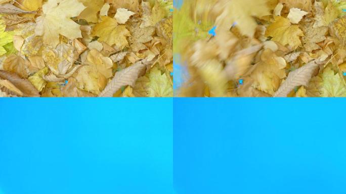 秋叶在4k慢动作60fps的蓝屏过渡中吹起