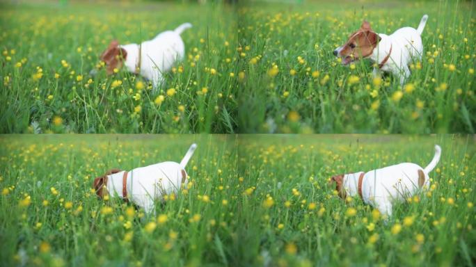 夏天，狗在草地上玩耍