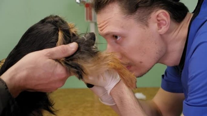 兽医交配后在兽医诊所检查狗的屁股和阴道