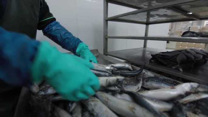 鱼被放在现代鱼工厂的运输车上。养鱼场工厂。用蓝色防护手套清洁海鱼，刀，手工，鱼工厂
