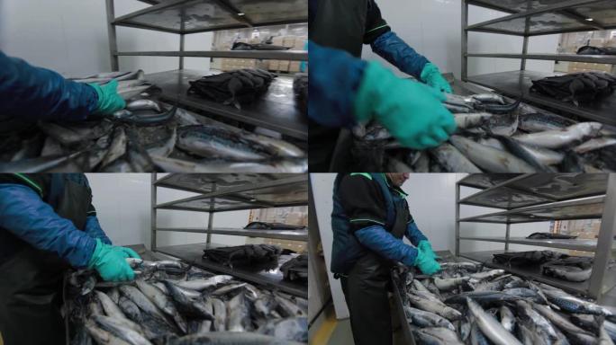 鱼被放在现代鱼工厂的运输车上。养鱼场工厂。用蓝色防护手套清洁海鱼，刀，手工，鱼工厂