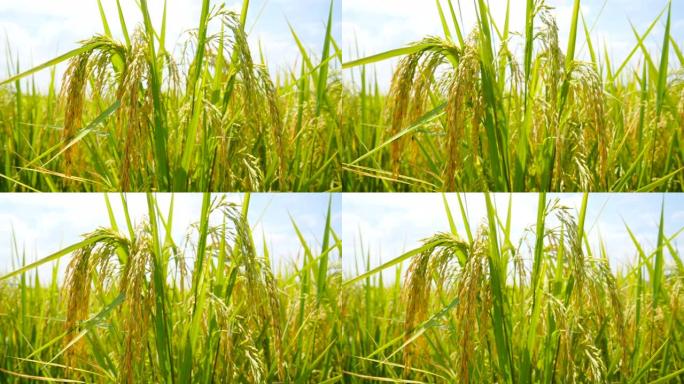 大米纤维稻谷粮食稻子水稻实拍视频