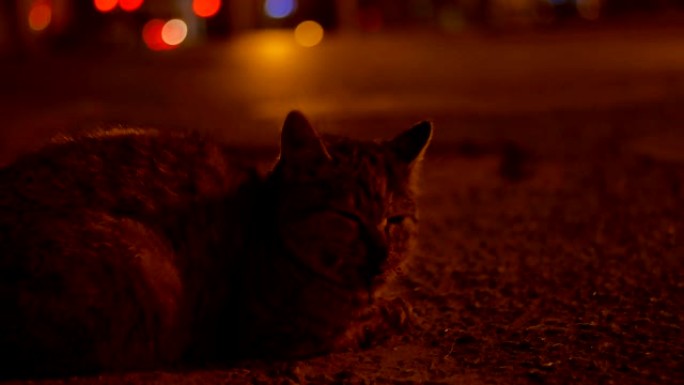 受伤的猫晚上躺在街上
