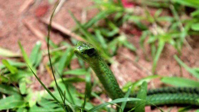南非森林里的蛇。绿蛇正看着我们-特写-爬行动物概念