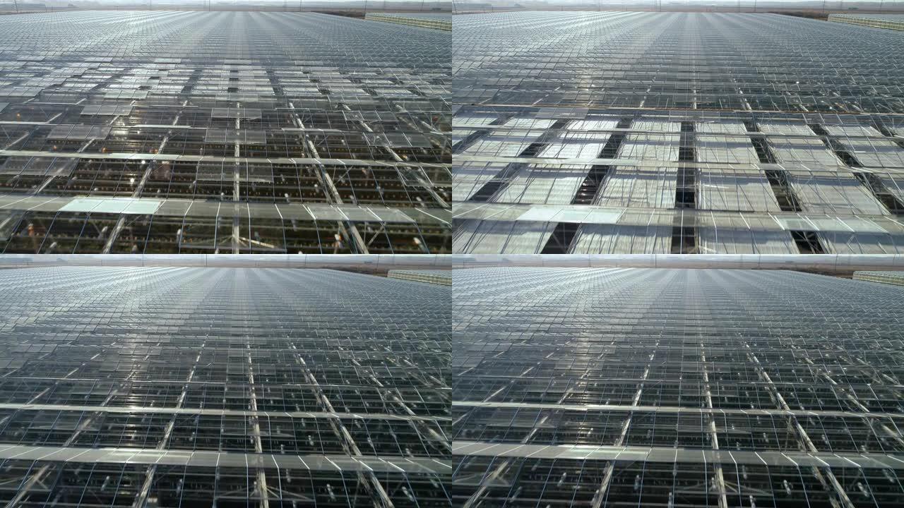 飞越大型农业综合体的透明屋顶。完美的结构。全年种植蔬菜、水果、花卉的工业温室。现代农业。温室综合体