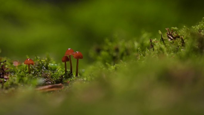 童话般的小蘑菇