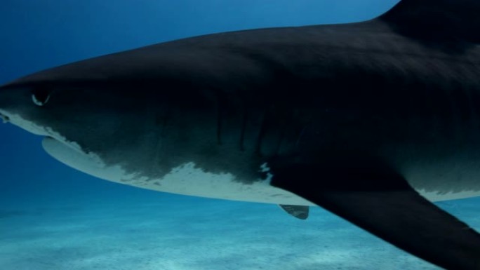 鲨鱼潜水在美国