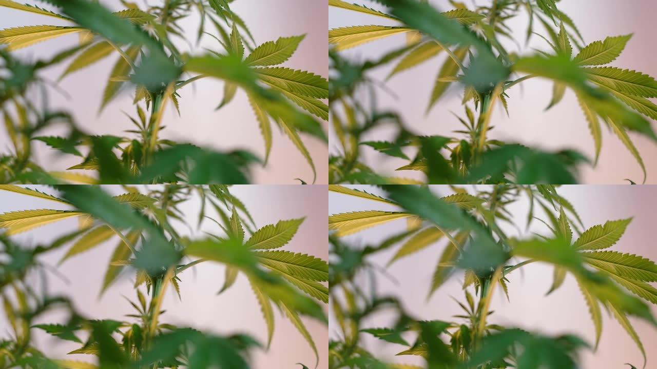 盛开的雌性大麻芽在舞厅背景下在风中生长。医用大麻的生产