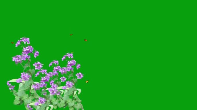 绿色屏幕背景的蝴蝶在花朵周围飞翔