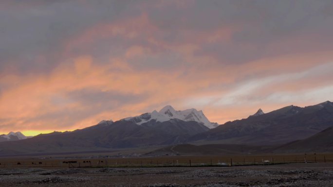 西藏高原雪山牦牛 西藏 高原