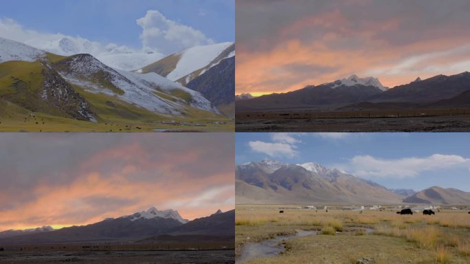 西藏高原雪山牦牛 西藏 高原
