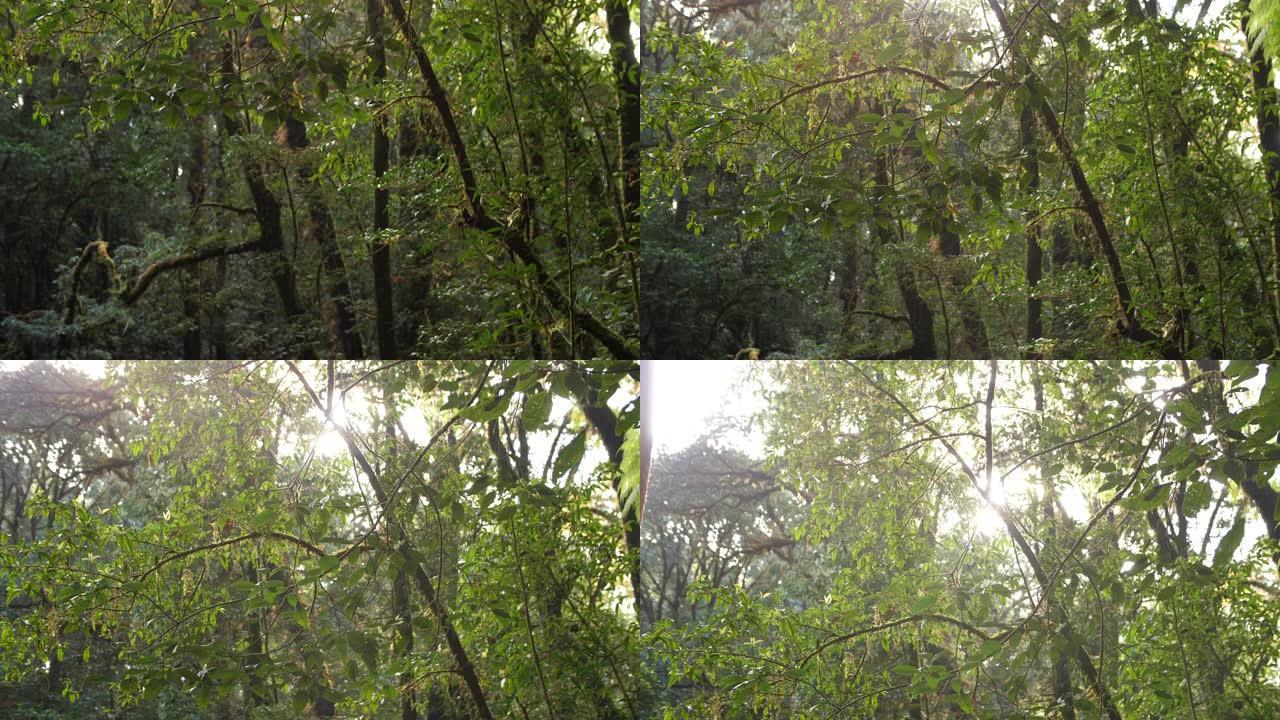 雨林中的绿树，4K