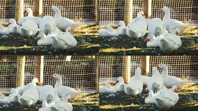 鹅群居圈养禽类养殖白色