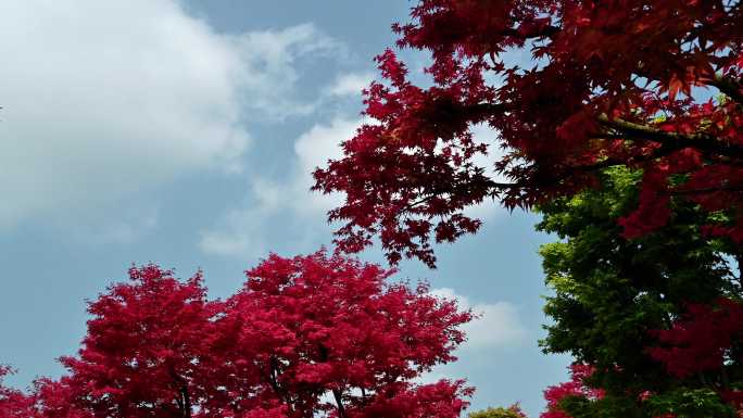 满山红枫叶实拍视频