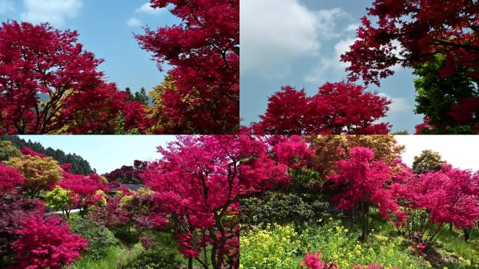 满山红枫叶实拍视频