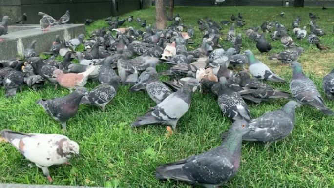 许多鸽子在城市的绿色草坪上吃面包，喂养鸟类靠近城市景观