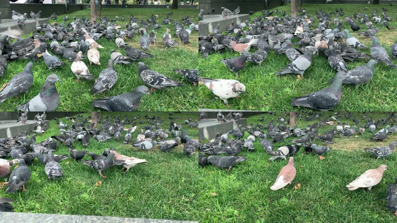 许多鸽子在城市的绿色草坪上吃面包，喂养鸟类靠近城市景观