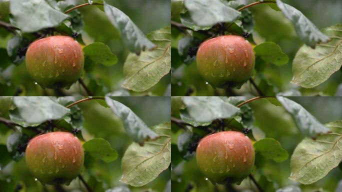 雨中成熟苹果的宏观视频。水滴从灌木丛上的苹果上滴下来。