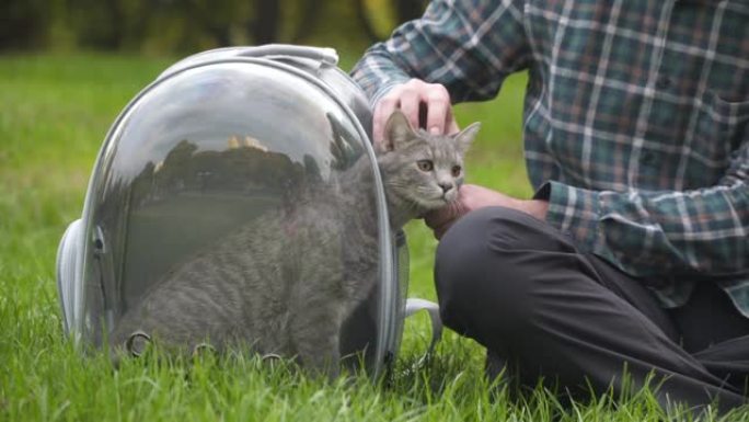 白人男子玩得开心，玩小灰色小猫，同时把它放在公园草坪上的动物透明透气背包里。携带宠物袋的宠物与主人玩