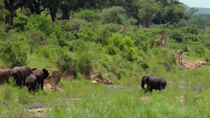 大草原上的大象，背景是长颈鹿。他们在自然动物概念中和平共处