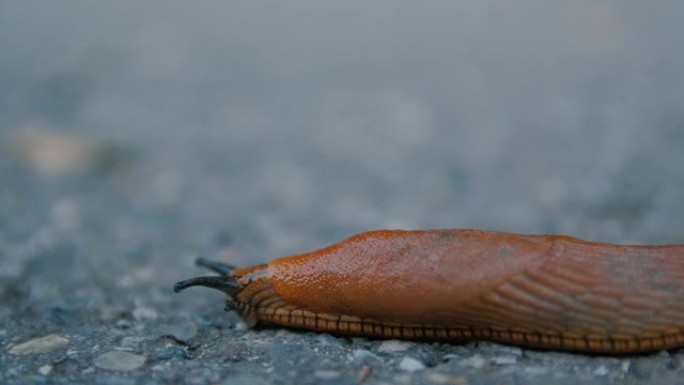 在路上爬行鼻涕虫生物学生物研究大自然动物