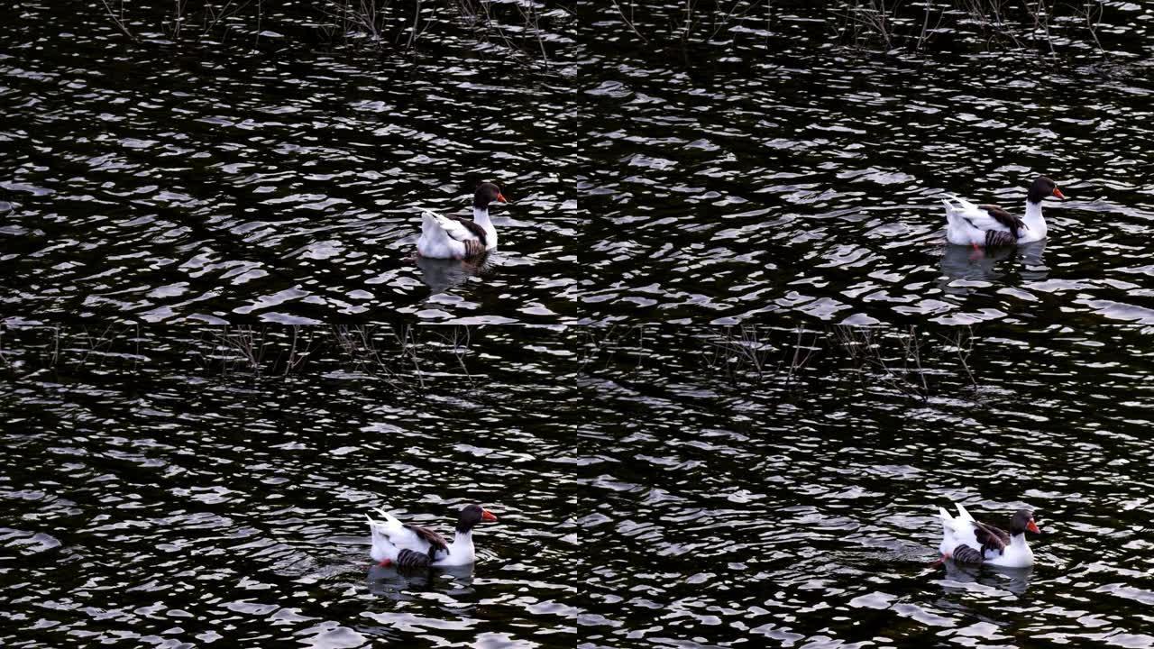 湖水中的动物鸟鸭