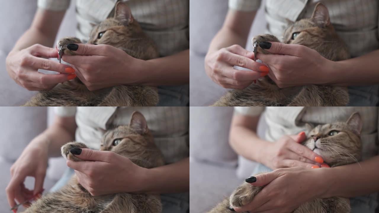 女人正在割家产的姜猫爪。