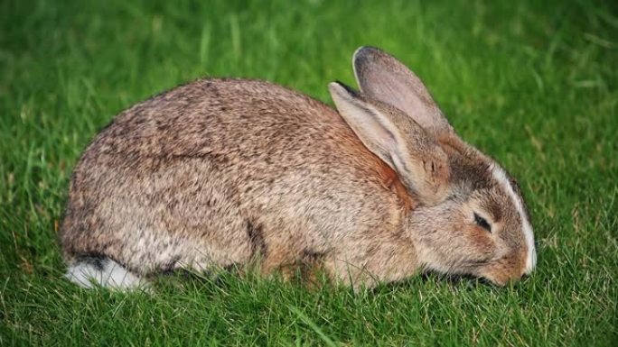 晴天吃绿草慢动作的灰兔