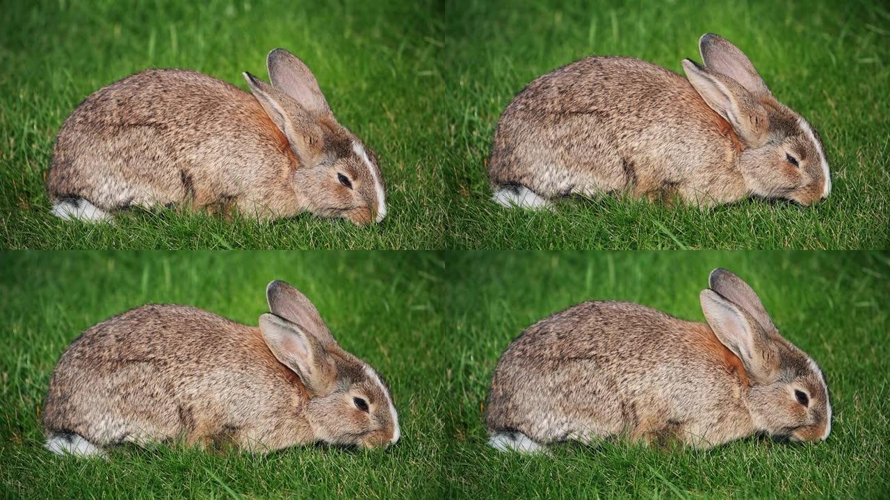晴天吃绿草慢动作的灰兔