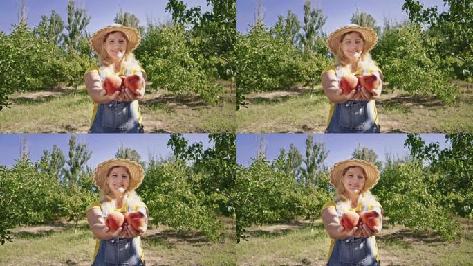 一个女园丁手里拿着三个大桃子。果园里戴草帽的农妇。