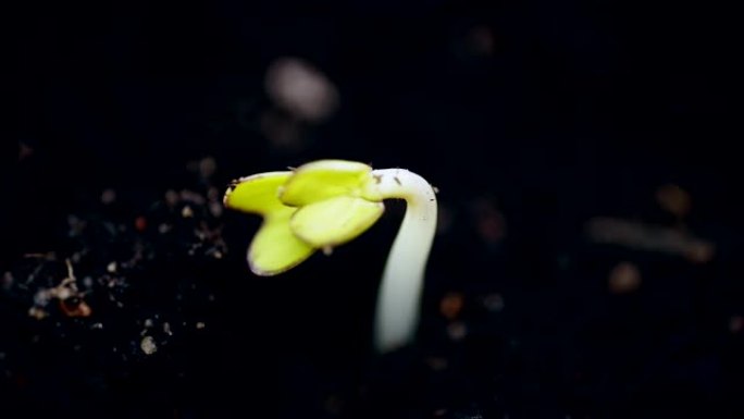 在时光倒流中生长植物，在温室农业中发芽新生小植物，极端近距离宏观拍摄，圣礼自然过程