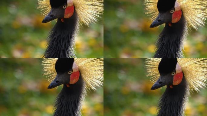 黑冠鹤的特写