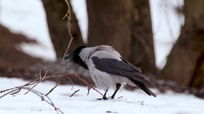 皇冠鸟坐在白雪灰色乌鸦的叫声上