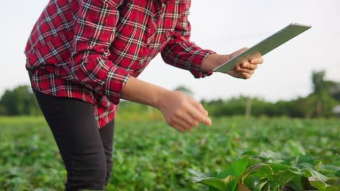 亚洲女农民站在植物田里，农民农艺师在现代智能农业概念中使用数字平板电脑在年轻的绿色植物田里使用数字平