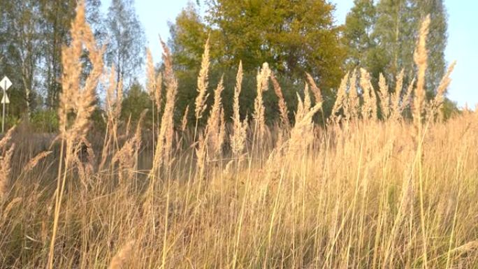 日落前一个秋天的日子，田野里风吹着金色的干草。