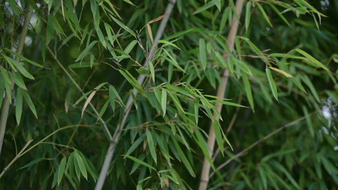 竹叶 绿色 绿色竹 生态