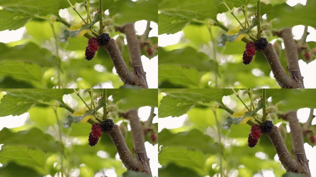 桑树，黑果。树上的黑色成熟和红色未成熟的桑葚