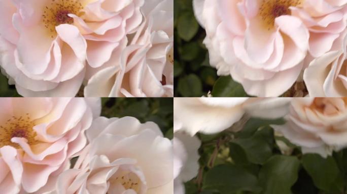 美丽的白玫瑰在风中飘扬