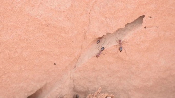 撒哈拉沙漠蚂蚁 (Cataglyphis bicolor) 在阿拉伯联合酋长国拉斯海玛的蚂蚁山上沿着