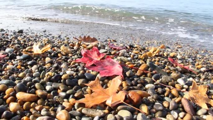 海边的深秋。鹅卵石海滩上的秋叶。岩石和叶子的背景