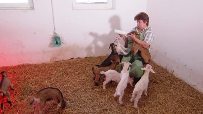 农业山羊农场。农夫怀里抱着一只山羊，用瓶子喂牛奶。山羊从瓶子里喝牛奶