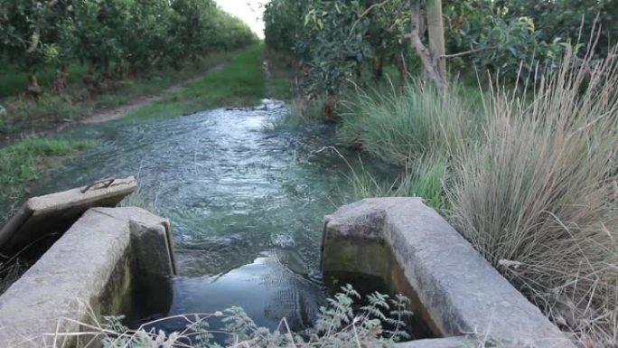 缓慢进入田间灌溉果树的运河水。