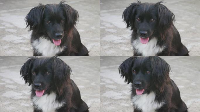 黑白狗的肖像，耳朵浓密