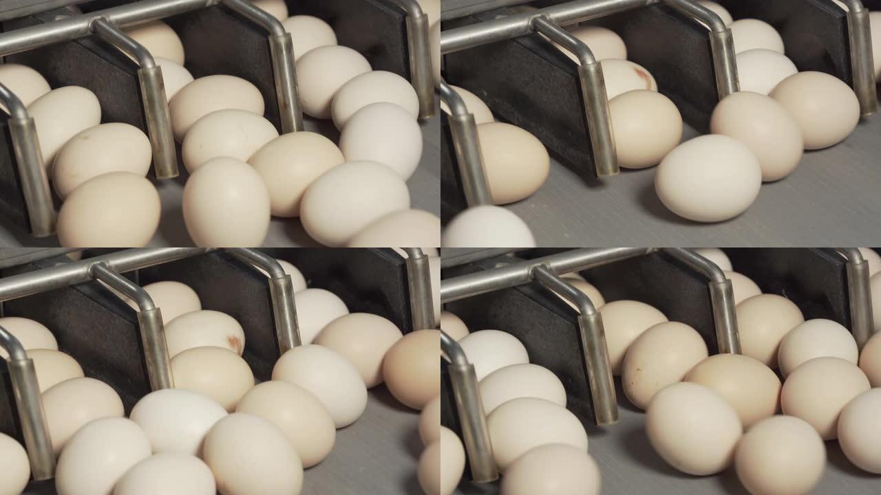 鸡蛋在生产线上移动。新鲜鸡蛋分级分选机。工厂鸡蛋生产。