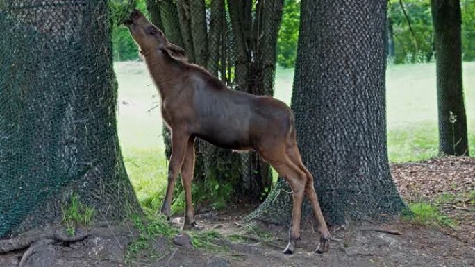 驼鹿或麋鹿，Alces alces是鹿家族中最大的现存物种。