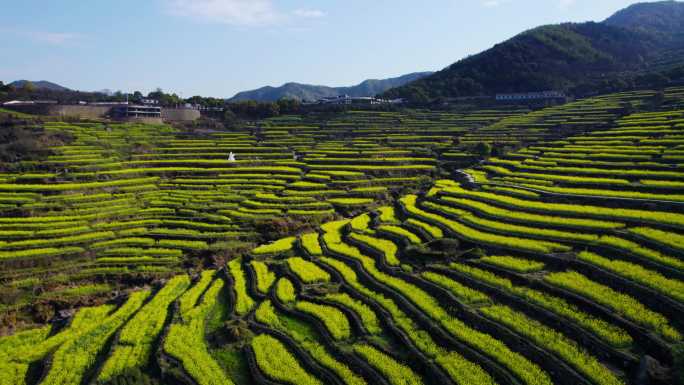 梯田 油菜花 自然村落