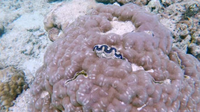 马尔代夫珊瑚礁中的蓝色贝壳开合